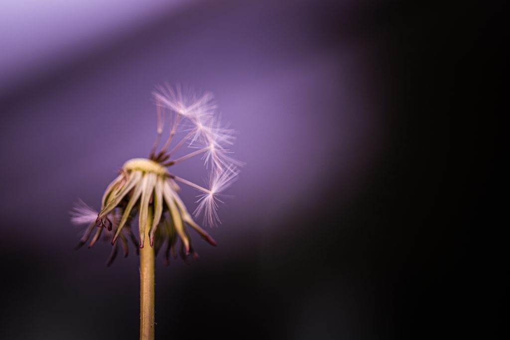 Rebalance & Retrust Circle of LIfe